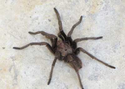 tarantula.jpg