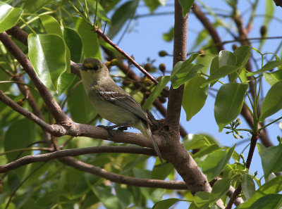 thick billed vireo.jpg
