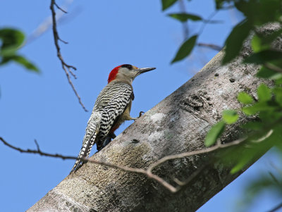 west indian woodpecker 2.jpg