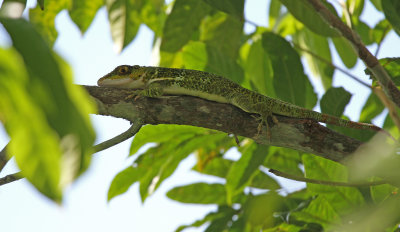 western giant anole.jpg