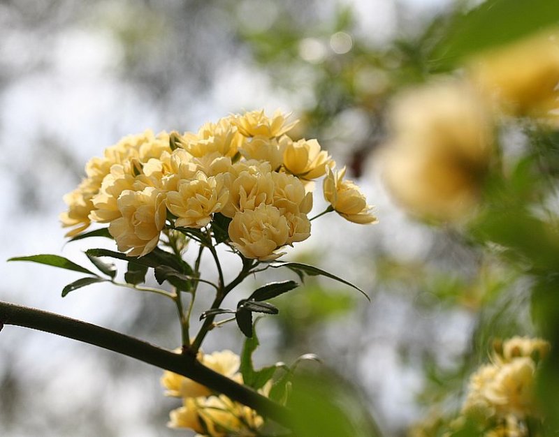 Rosa Banksia Lutea