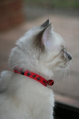 Shelby & Christmas collar