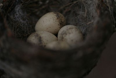 Willy Wagtail Nest with Eggs