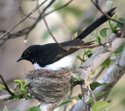 Willy Wagtail