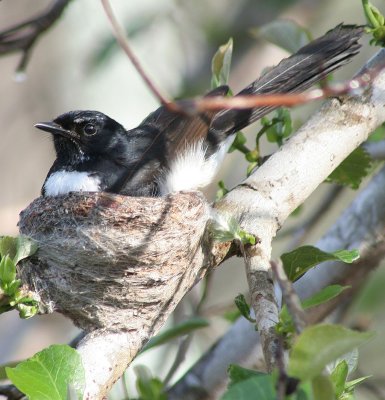 Willy Wagtail on Nest