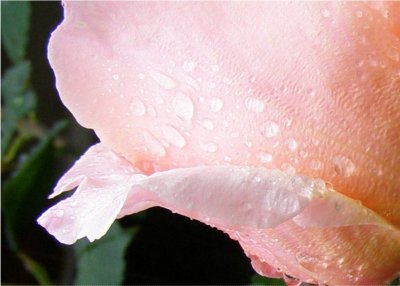 Macro Rose in the rain.