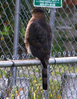 Oct. 17th. Had to shoot through the window, or he'd fly away. Cooper's Hawk , Falco Cooperiivane.