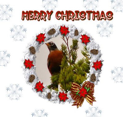 MERRY CHRISTMAS ROBIN.jpg