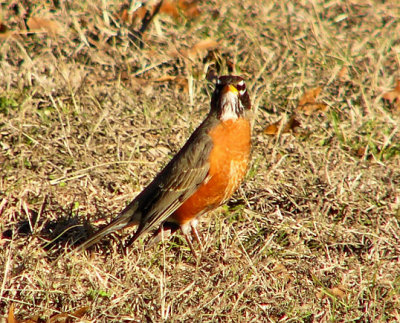 robins_2007