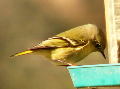 ruby_crowned_kinglet_2007