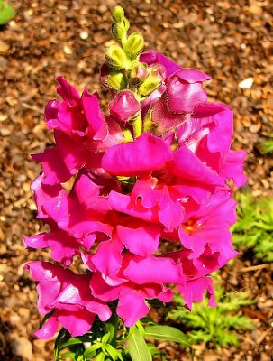 2007-03-27 snapdragon pink.jpg