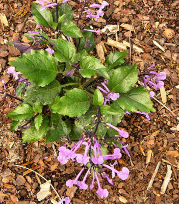 plectranthus.jpg