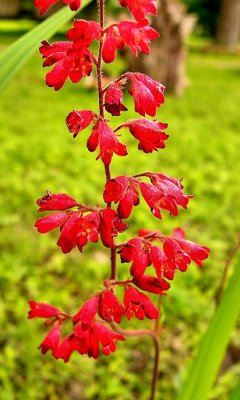 flowers_2007