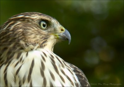 BD060727_23C.jpg