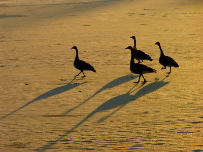 4 Geese a walking!