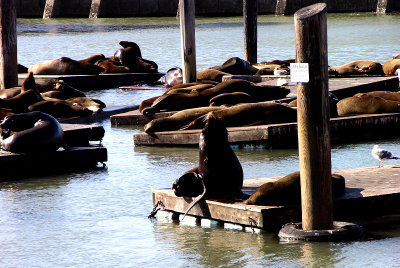 The Sealions of Pier 39