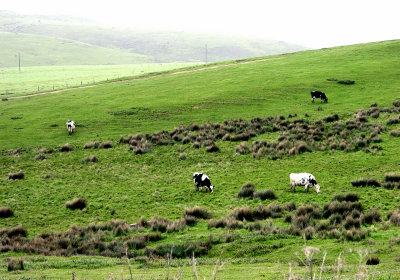 Point Reyes Dairy Farms