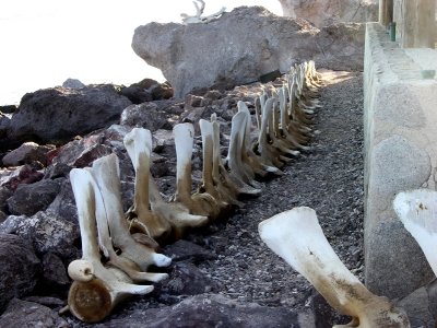 Whale Spine