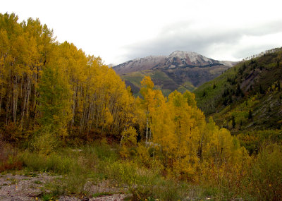 Aspens of Marble