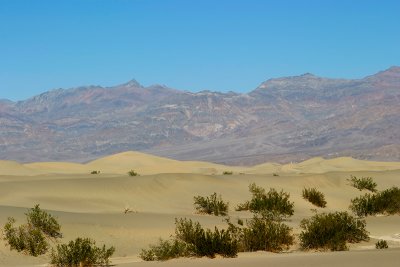 Dunes Against The Grapevines