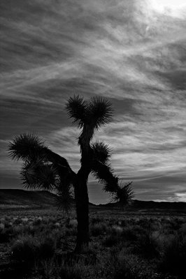 Joshua Tree