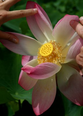 Exposing The Lotus