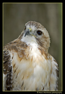 Red-tailed Hawk