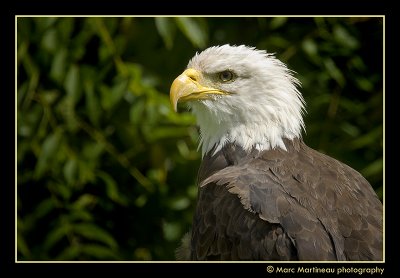 Bald Eagle