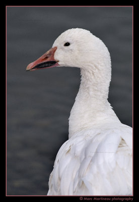 Adult Snow Goose
