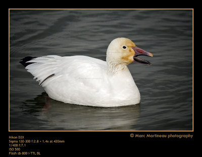 Adult Snow Goose swimming...