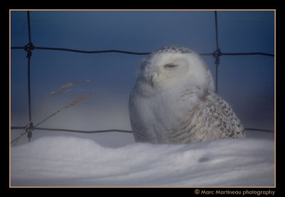 Snowy Owl in blowing snow