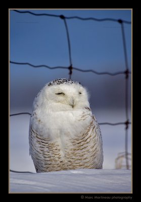 Snowy Owl Sunbathing !