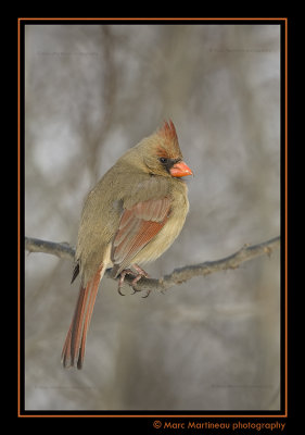 Female Northern Cardinal