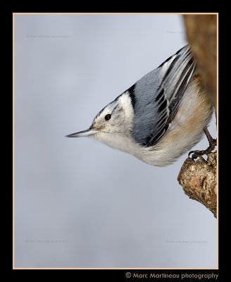 White Breasted Nuthatch