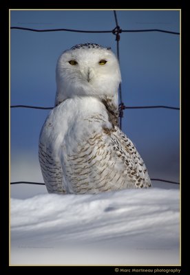 Snowy Owl on the watch !