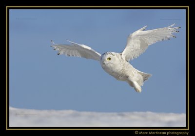 Snowy Owl just after take off...