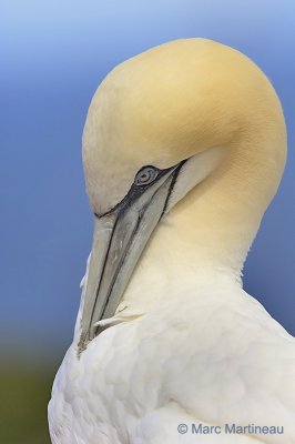 Northern Gannet in cleaning mode... :-)