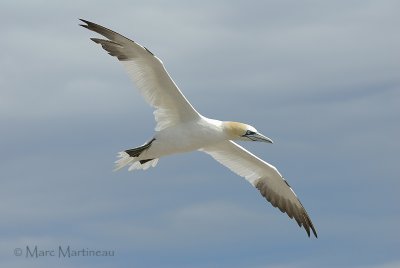 Northern Gannet flying !