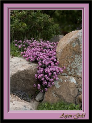 Rock Flowers