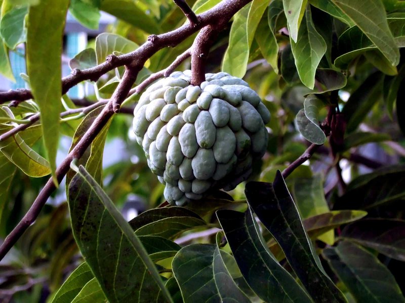 Pomme cannelle