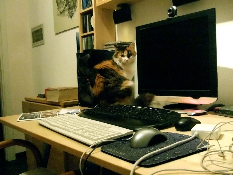 Micia, ti voglio bene