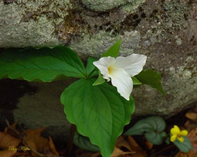 Trillium Beneath a Stone