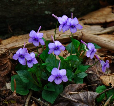 Long Spurred Violet - Viola rostrata