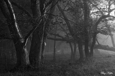 The Edge of a Field on a Foggy Morning