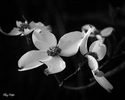 Dogwood