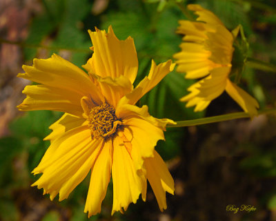 Coreopsis