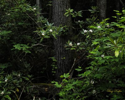 Hemlock and Rhododendron