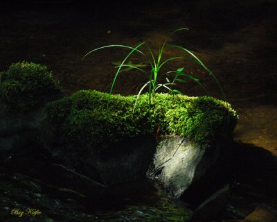 On a Rock in a Stream in the Sun