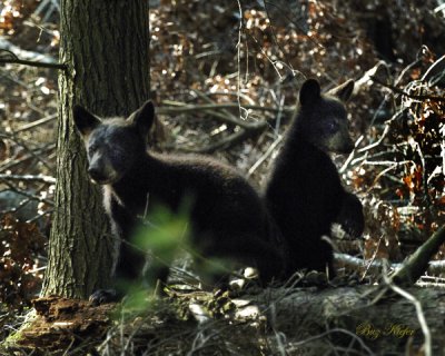 Bear Cubs