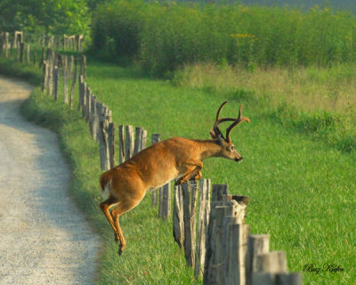Large Buck Jumping Fence Line